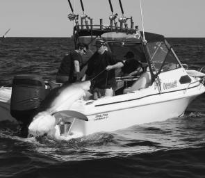 The Outcast crew uses a block and tackle to winch Andrew Finney's 192.5kg blue shark aboard. It’s a world record claim. 